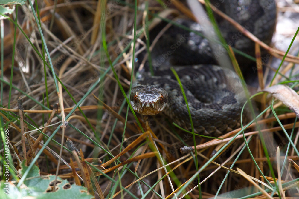 Snake at dry clay close up photo. Vipera renardi Snake at dry clay close up photo. Vipera renardi