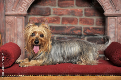 фотографія silky terrier