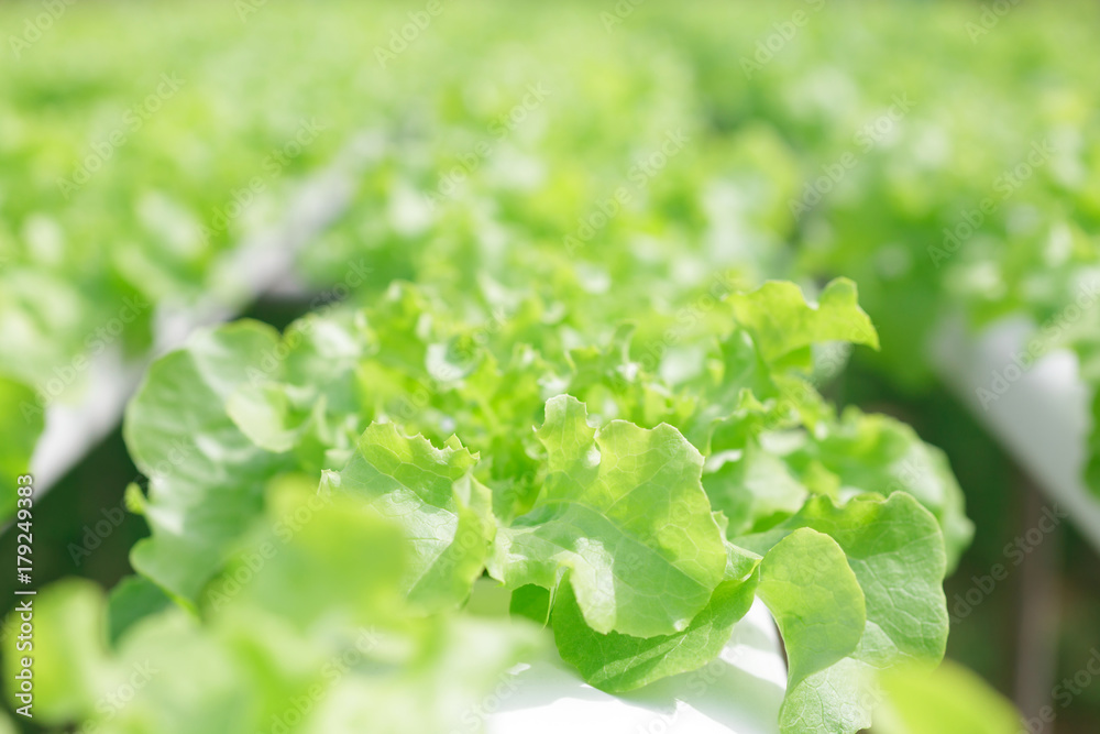 Hydroponics method of growing plants using mineral nutrient solutions, in water, without soil. planting hand Hydroponics plant farm Hydroponics method of growing plants using mineral nutrient solutions, in water, without soil. planting hand Hydroponics plant farm
