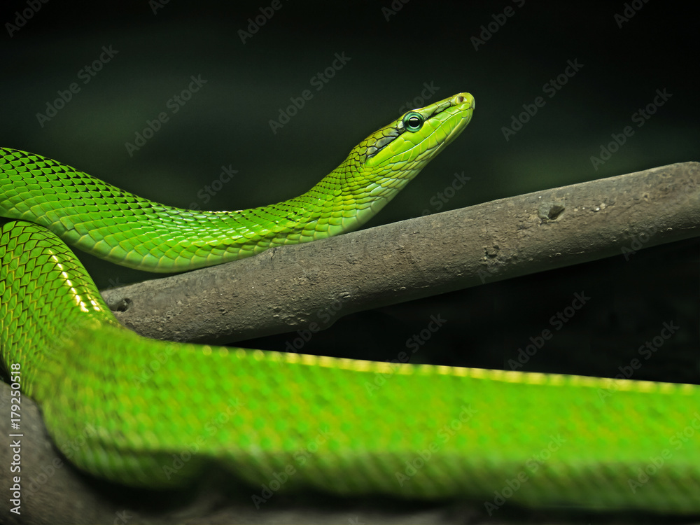 Red-Tailed Green Ratsnake on Nature Background Red-Tailed Green Ratsnake on Nature Background