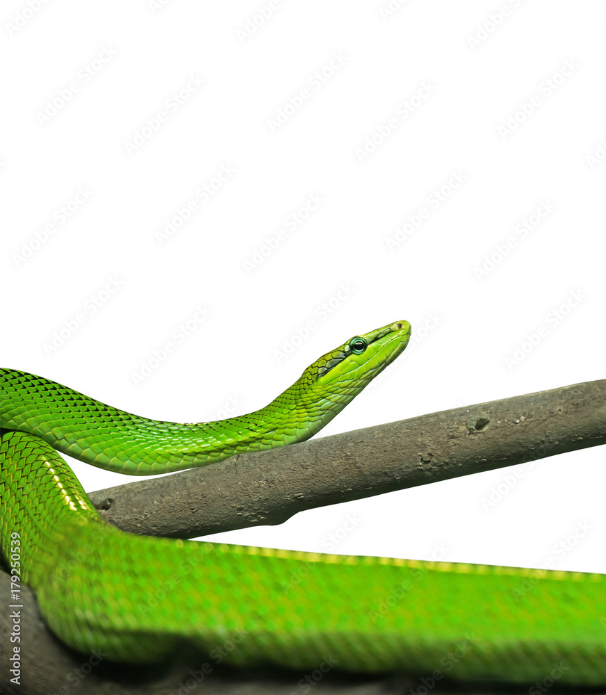 Fototapeta premium Red-Tailed Green Ratsnake on White Background, Clipping Path