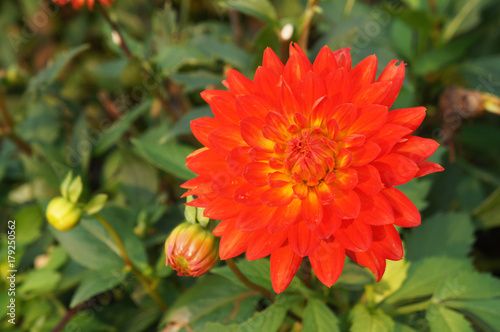 Fototapeta Naklejka Na Ścianę i Meble -  Red dahlia flower head with green