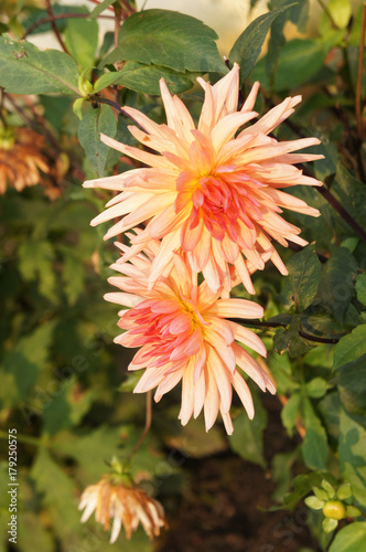 Fototapeta Naklejka Na Ścianę i Meble -  Orange dahlia flowers head with green