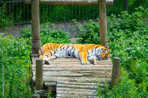 Young bengal tiger lying on boards on wooden bridge. Large tiger rests on a hot, sunny day. Striped Tiger close-up.