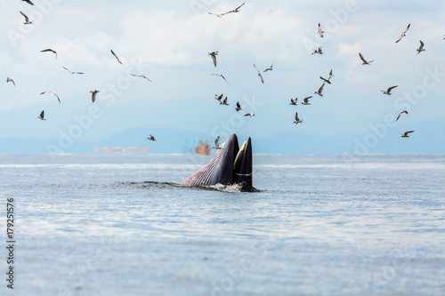Bryde's whale photo