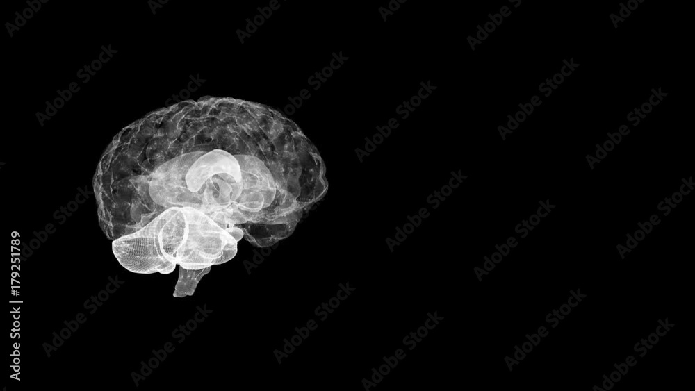 Spinning brain with plexus Spinning brain with plexus