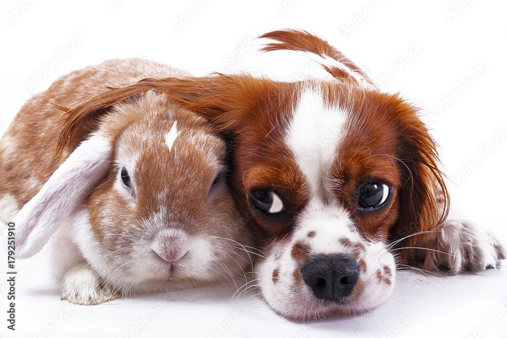 Can Rabbit And Dog Live Together