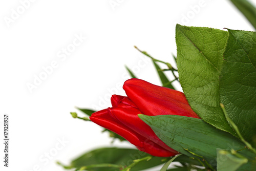 Flower mockup.  red tulip with green foliage isolated on white background. copy space.