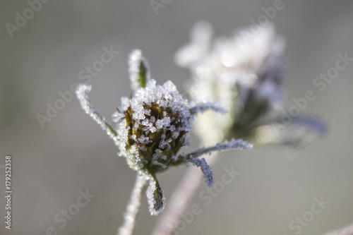 morning frost on plants