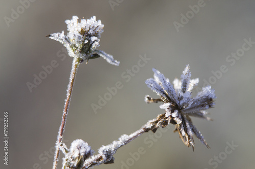 morning frost on plants © Almira