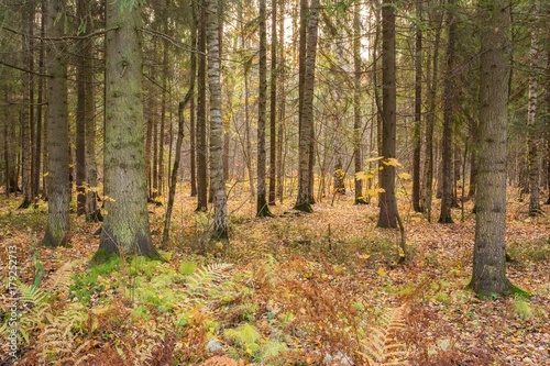 Bright autumn landscape 