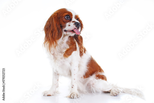 Cute funny dog photo. Cavalier king charles spaniel puppy dog on isolated white studio background. Funny puppy. Cute.