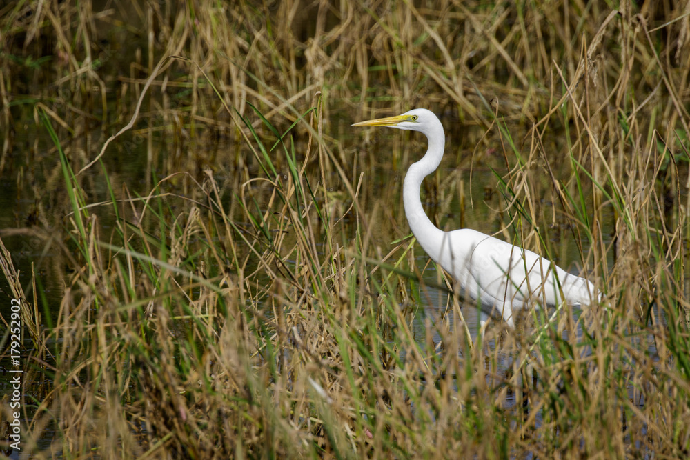 Obraz premium Image of Great Egret(Ardea alba) on the natural background. Heron, White Birds, Animal.