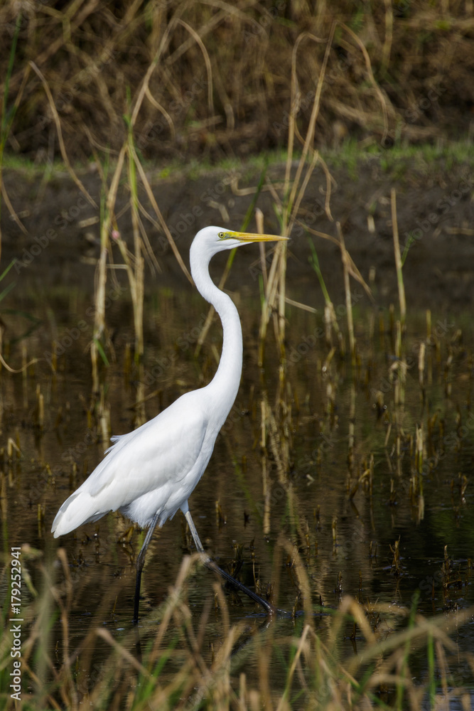 Obraz premium Image of Great Egret(Ardea alba) on the natural background. Heron, White Birds, Animal.