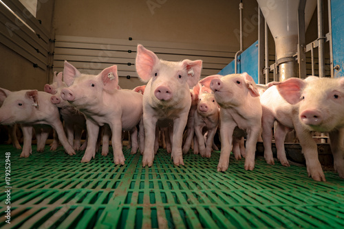 Moderne Schweinehaltung - Ferkelgruppe auf Kunststoffboden