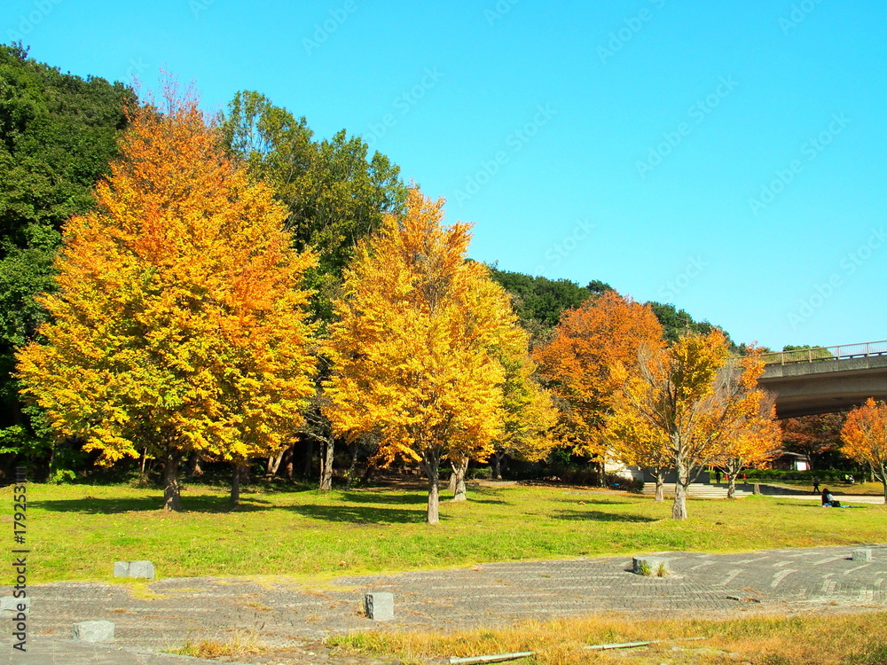 Naklejka premium 秋の21世紀の森と広場風景