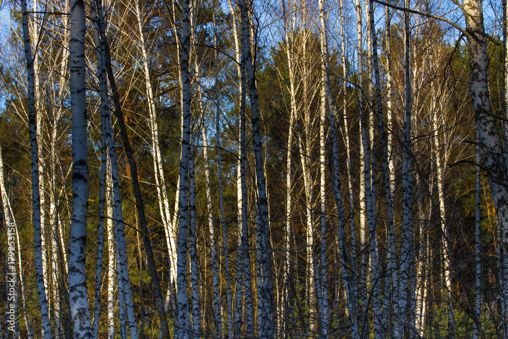 Fototapeta premium Thundercloud over birch forest