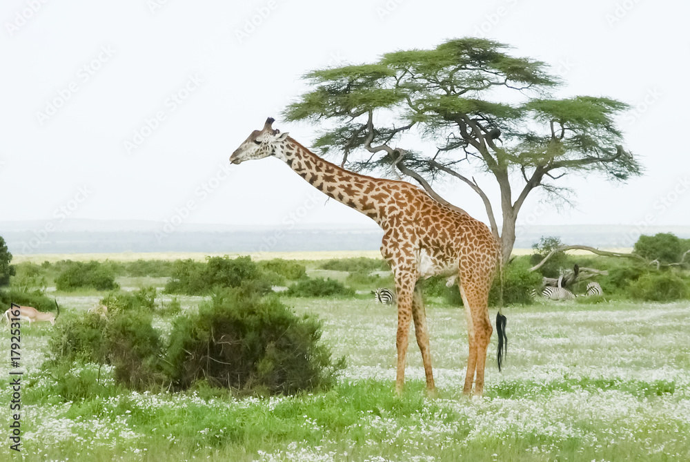 Obraz premium Giraffe in Africa