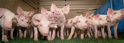Lustige Ferkelgruppe im modernen Schweinestall,Banner photo
