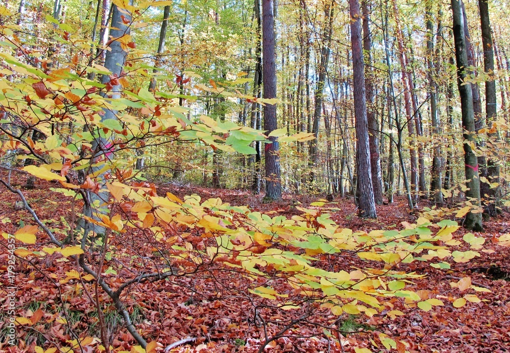 Fototapeta premium Bunter Herbstwald