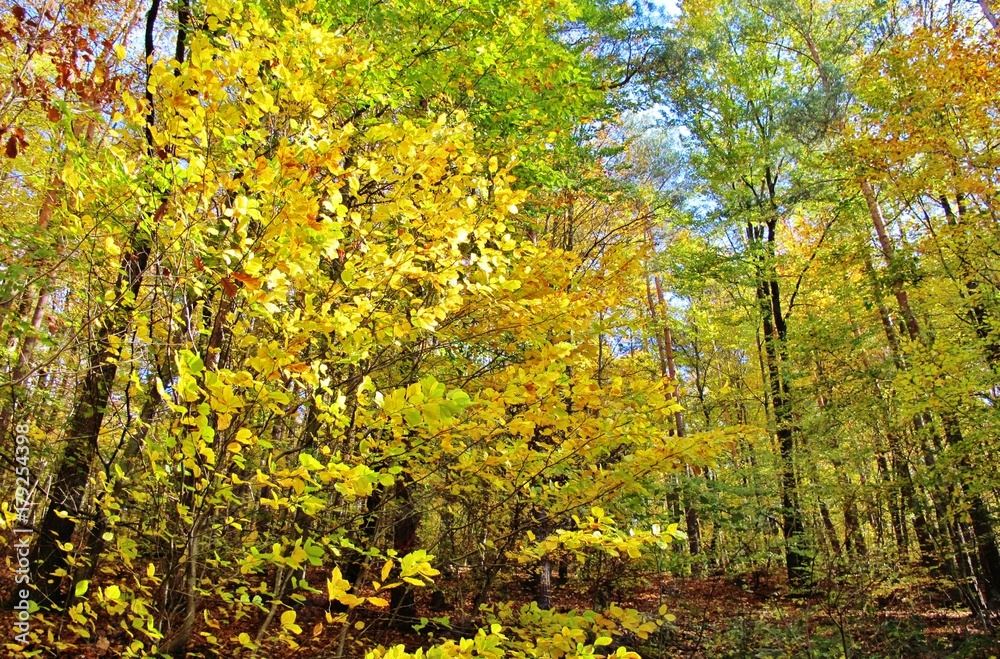 Fototapeta premium Bunter Herbstwald