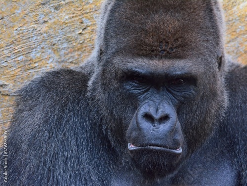 Portrait of gorilla © StockPhotoAstur