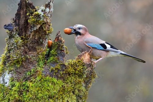 Canvastavla Eurasian jay with a nut in the beak.