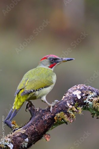 Male european green woodpecker on a branch