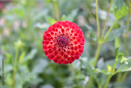 Fototapeta Naklejka Na Ścianę i Meble -  Dahlia pompon rouge au jardin en été