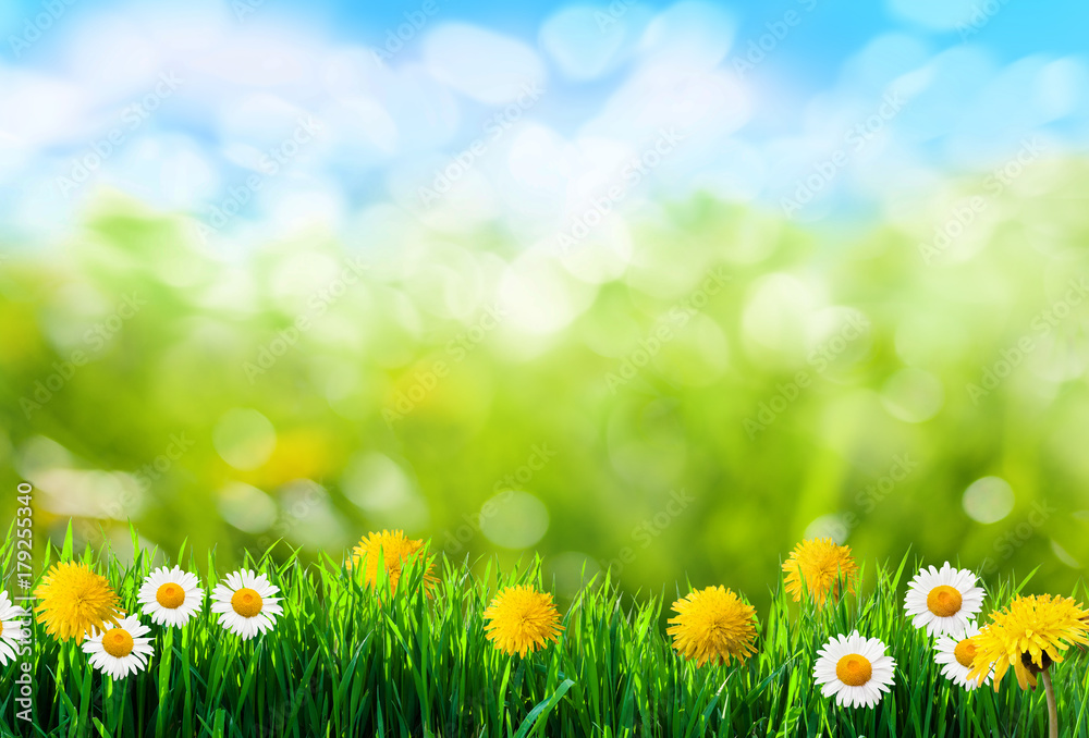 green grass and flowers background Stock Photo | Adobe Stock