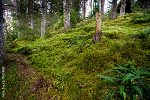 Foresta di muschio con fiume in Scozia