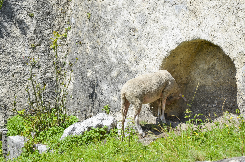 Fototapeta premium sheep by castle wall