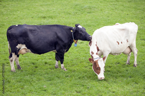 black cow licks neck of red and white cow in dutch meadow in the netherlands