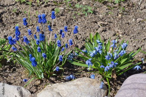 Muscari latifolia (lat. Micah latifolium Kirk) and the Scylla double Taurica (lat. Scilla difolia L.) in the flowerbed in the garden