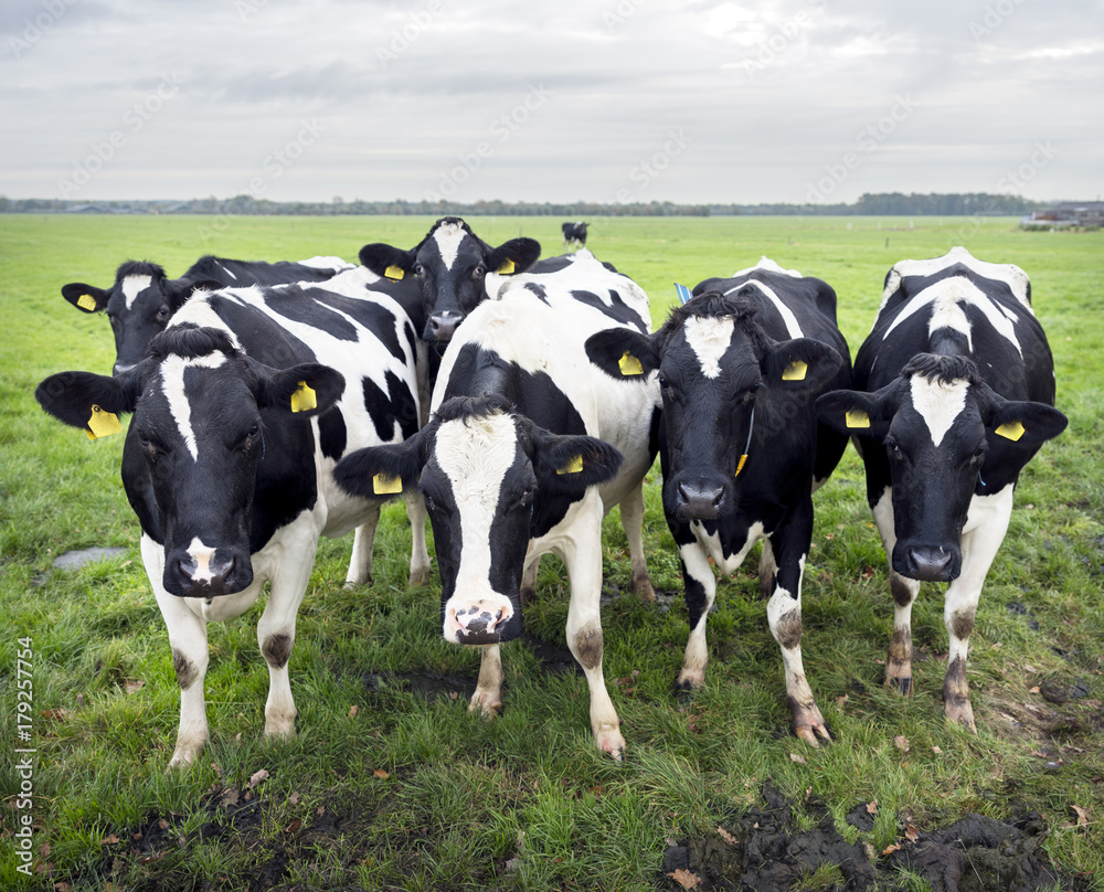 curious young black and white cows in dutch green grassy meadow in the netherlands curious young black and white cows in dutch green grassy meadow in the netherlands