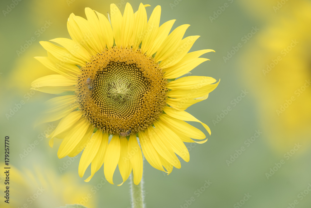 Closeup nature view of flower on blurred background