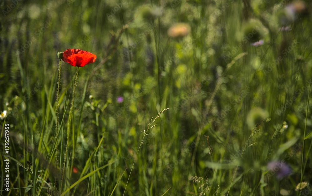 Coquelicot à Izieu, Ain, France Coquelicot à Izieu, Ain, France