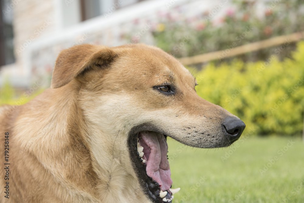 The back of the dog is standing.
