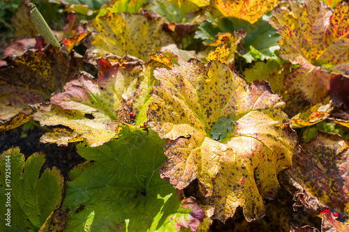 Leaves of the Rheum rhabarbarum in close-up.