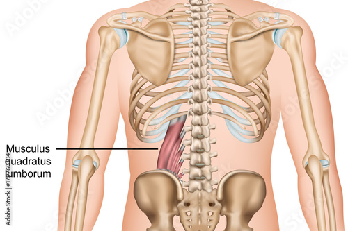 Anatomie des Musculus quadratus lumborum photo