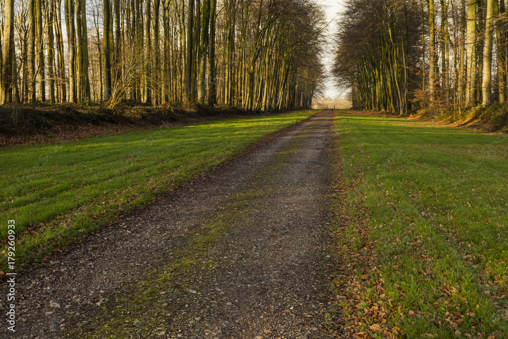 Obraz premium Country road passing through the forest in the region of Normandy, France. Landscape in autumn sunny day. Toned