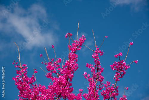 Pink peach blossoms against a beautiful sky in the background.