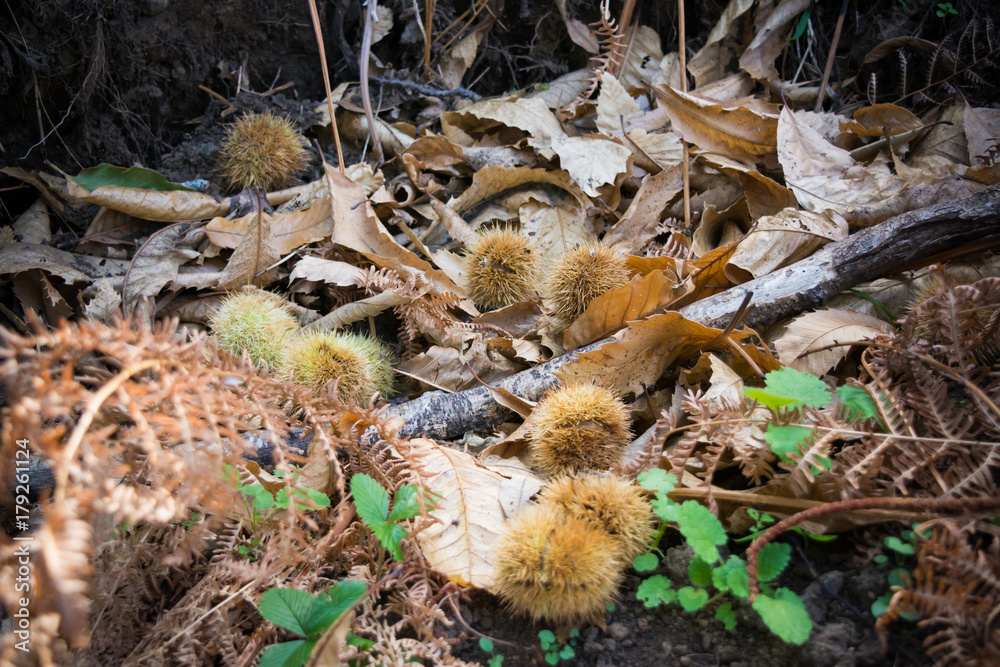hedgehogs of chestnut on the ground in the mountains hedgehogs of chestnut on the ground in the mountains