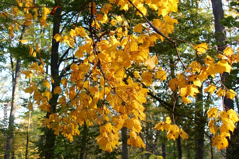 The yellow colorful autumn leaves on the branch of the tree. The yellow colorful autumn leaves on the branch of the tree.