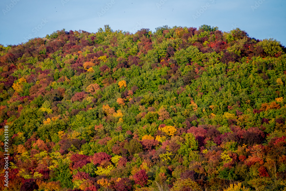 Trees at autumn Trees at autumn