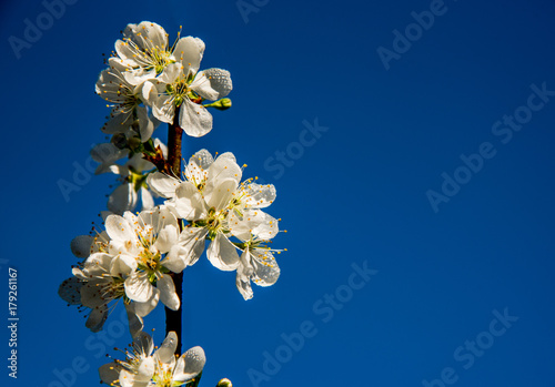 White flowers with the dark sky as the background