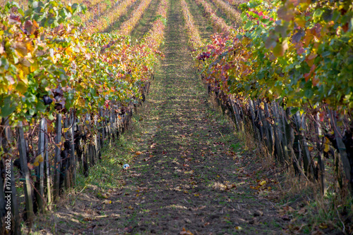 Vineyard on the hillside