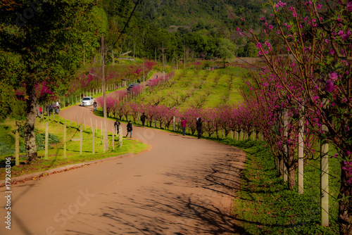 A beautiful path with peach trees on the side of the road