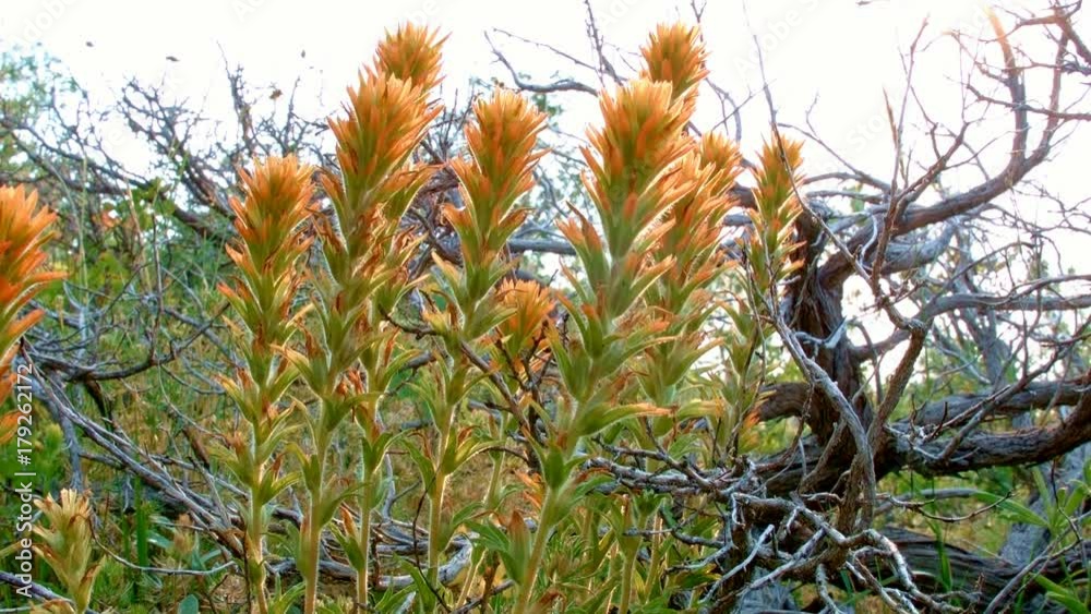 Orange dawn macro wildflower 3 Indian Paintbrush Steens Mountain Near malheur Wildlife Refuge 3 Orange dawn macro wildflower 3 Indian Paintbrush Steens Mountain Near malheur Wildlife Refuge 3