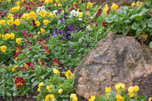 Beautifully arranged winter flowers and rocks